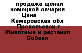 продажа щенки немецкой овчарки › Цена ­ 4 000 - Кемеровская обл., Прокопьевск г. Животные и растения » Собаки   